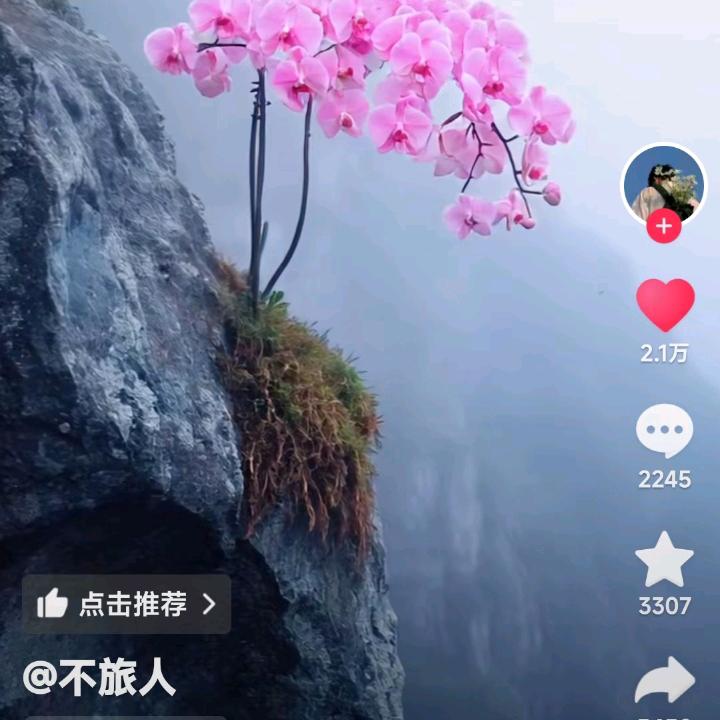 云南绥江妹，坎坷人生