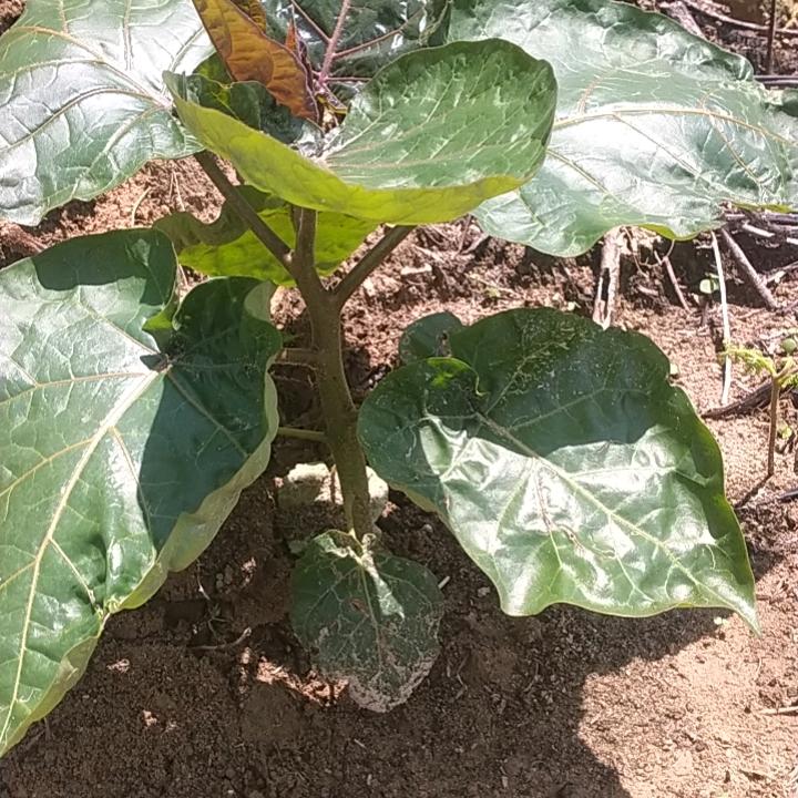 聋子听见哑巴说     瞎子见到鬼