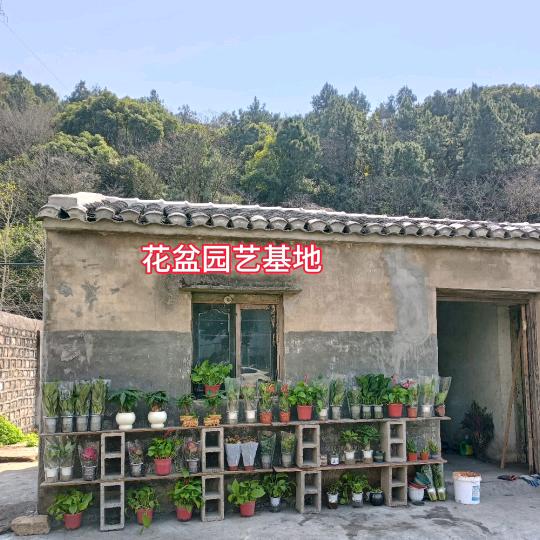 花盆绿植园艺基地