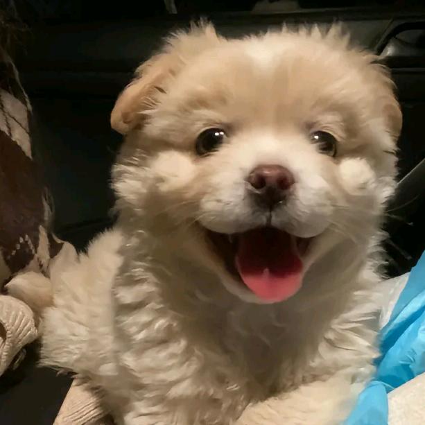缄默鱼