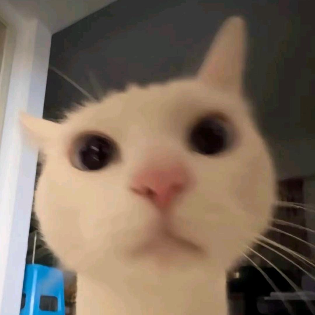 加西猫