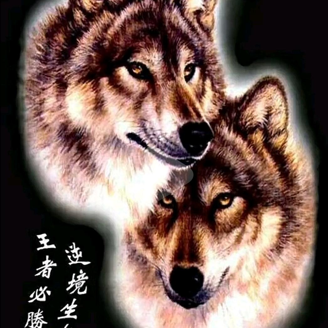 哈喽@小飞～（苍狼）