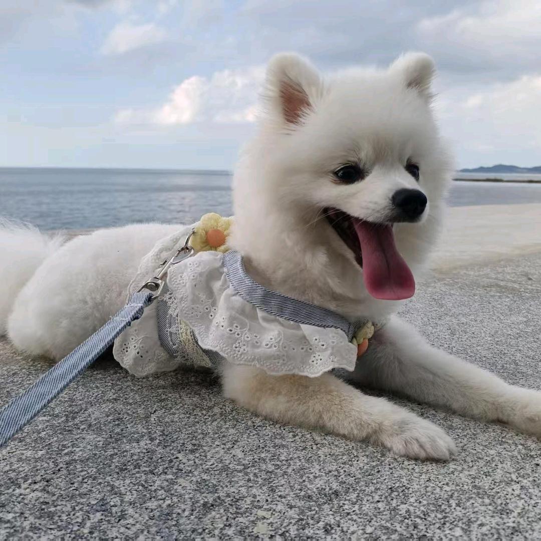 妞妞是个毛孩子
