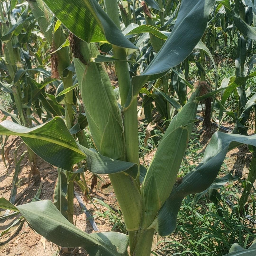鲜食玉米种植