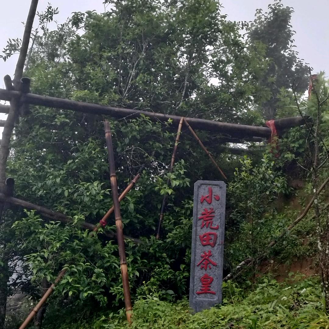勐库小荒田老寨 6 号茶农