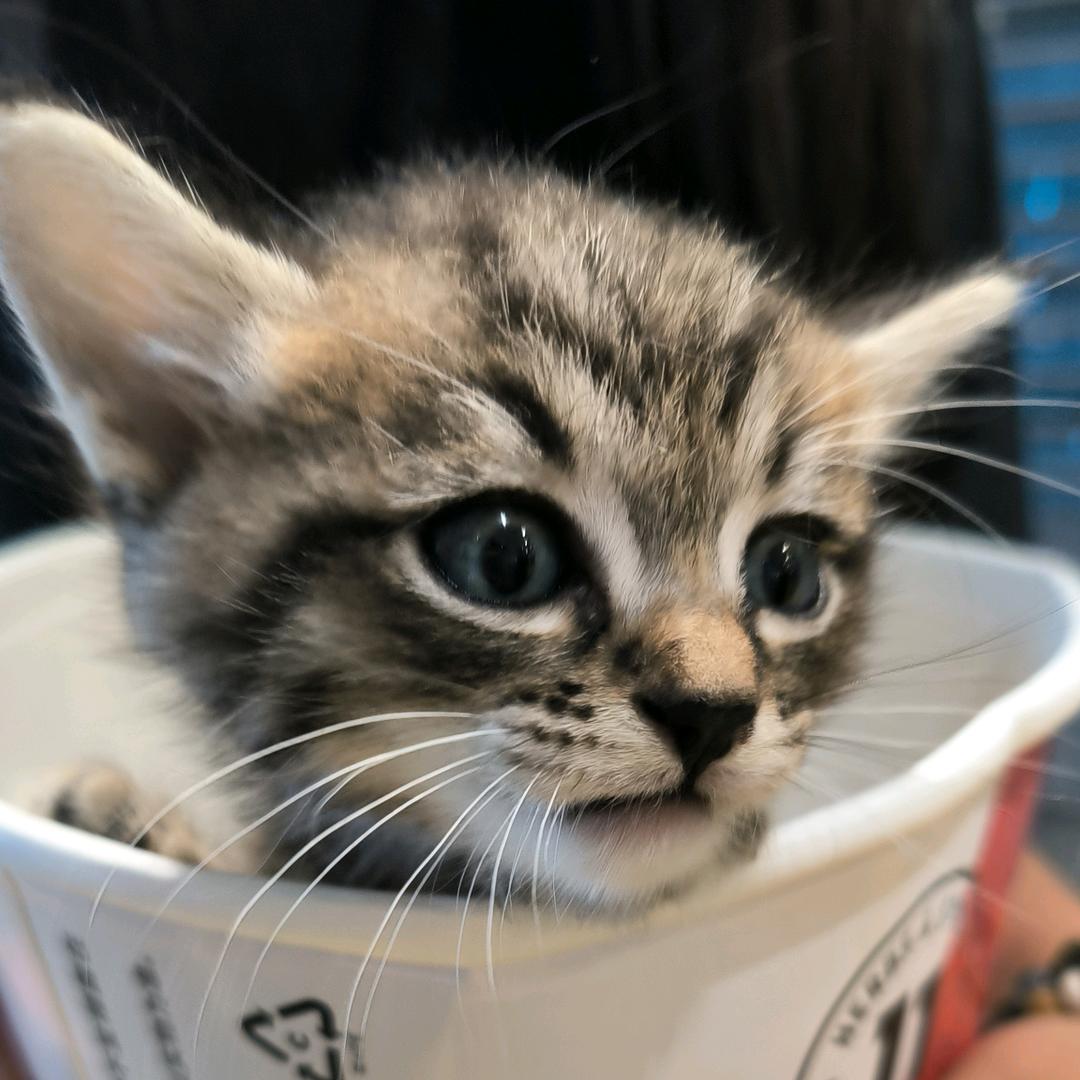 🐷🐷🐷🐷🐷🐷🐷