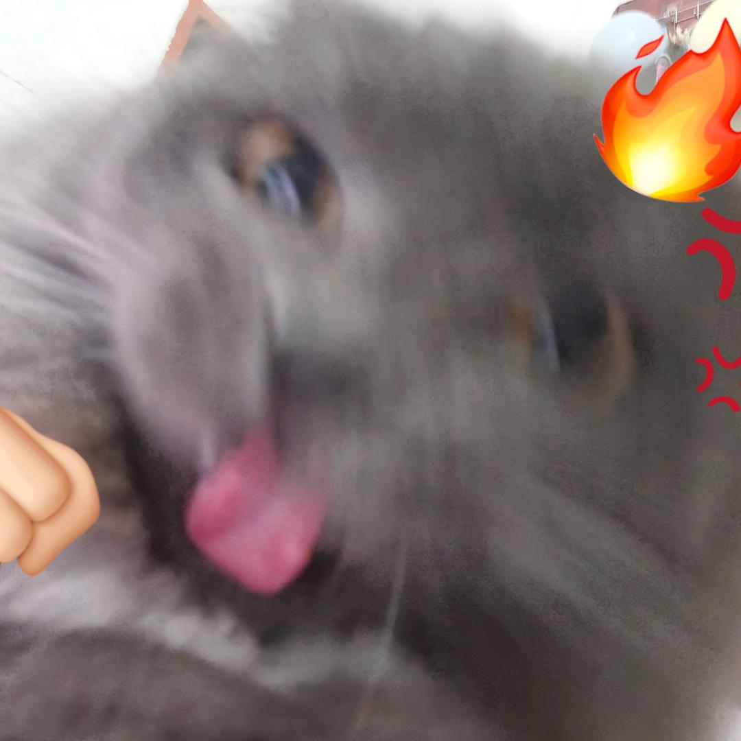 一只三宅