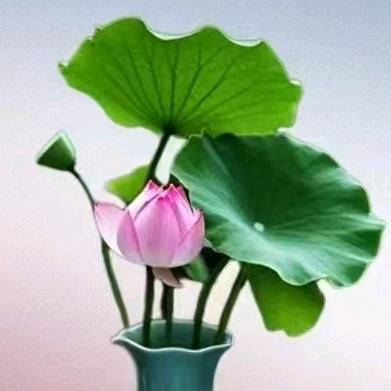 A🌷超越🎄梦想🌷