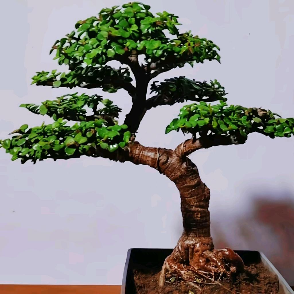 炫舞追风