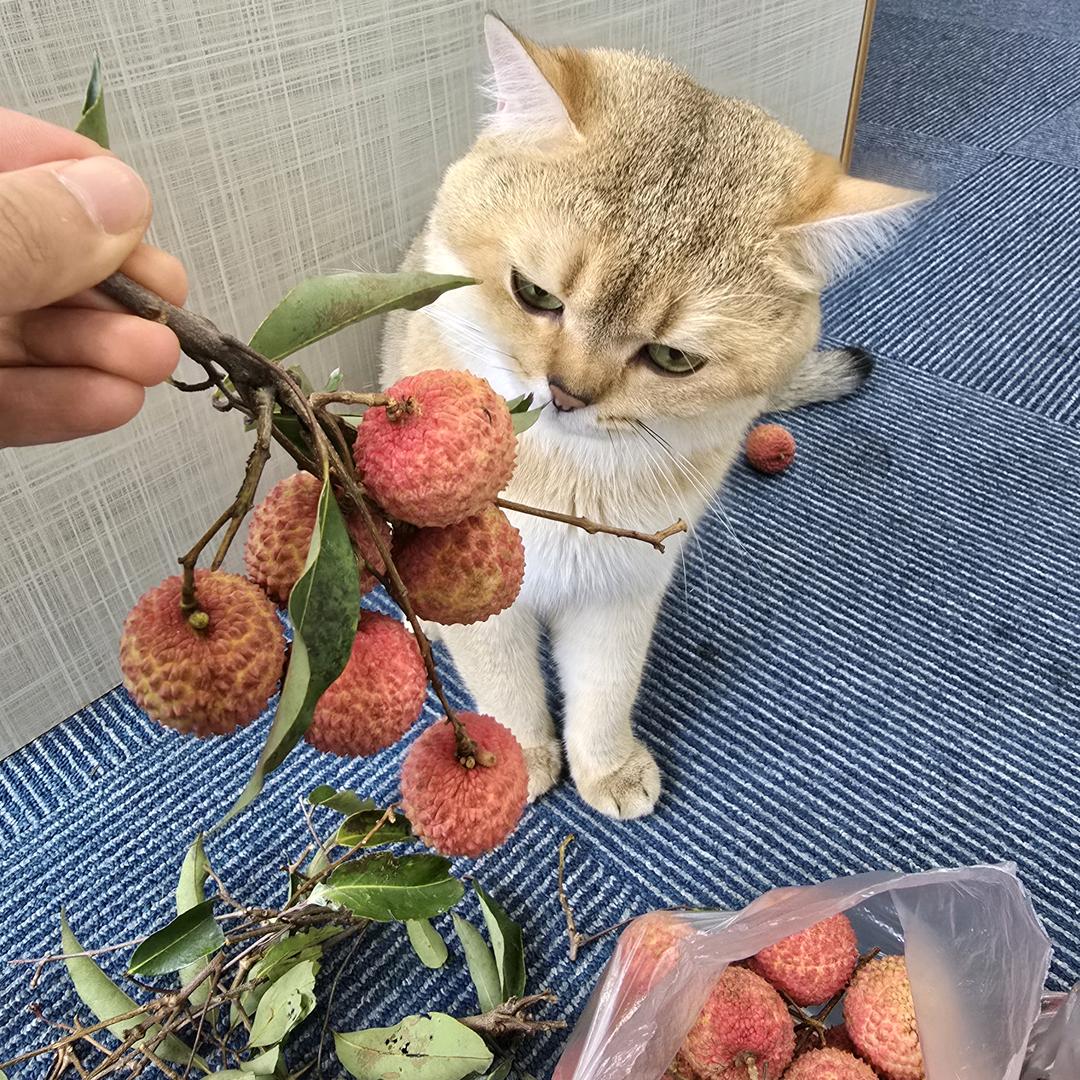 🍍菠萝🐱