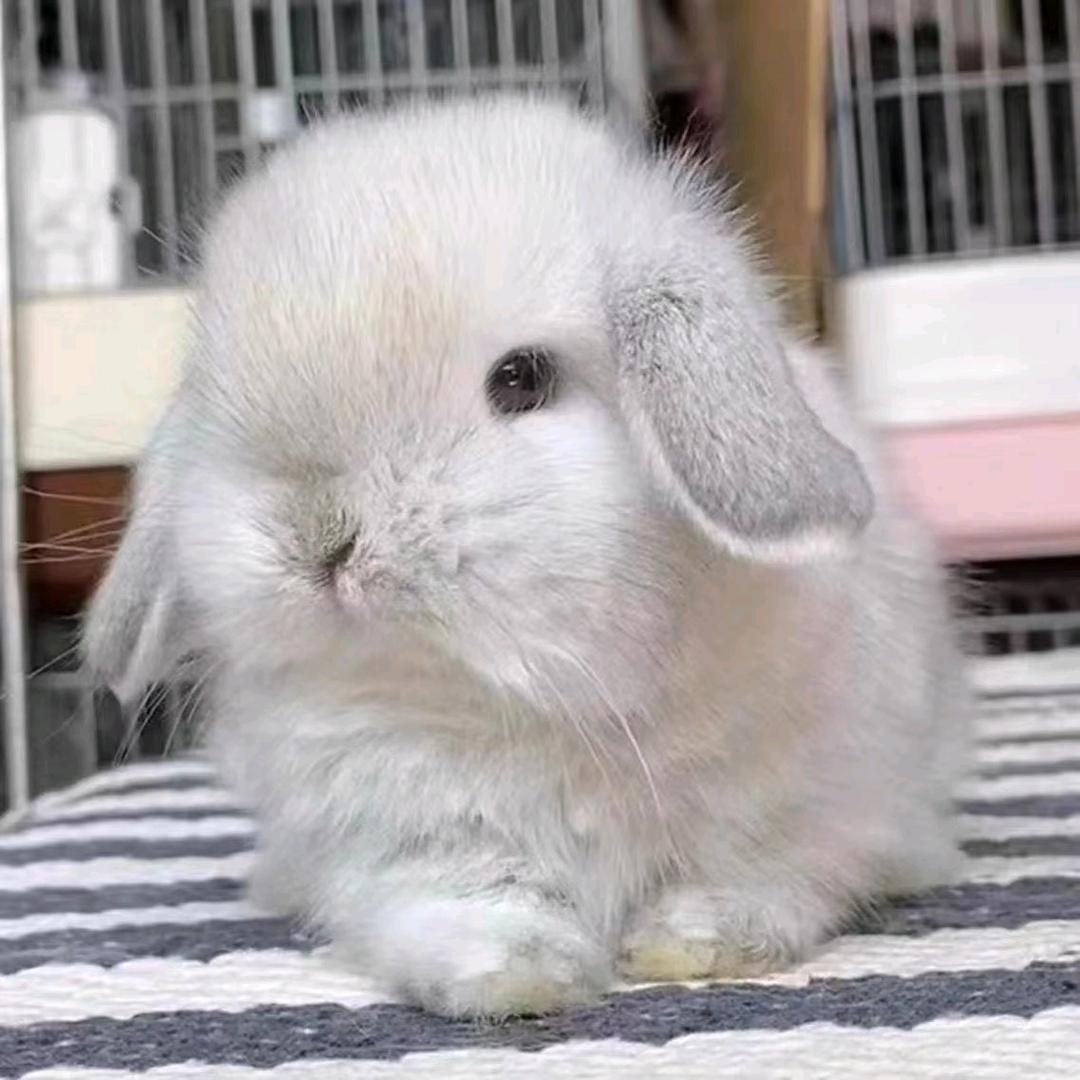 旺趣宠物好货店