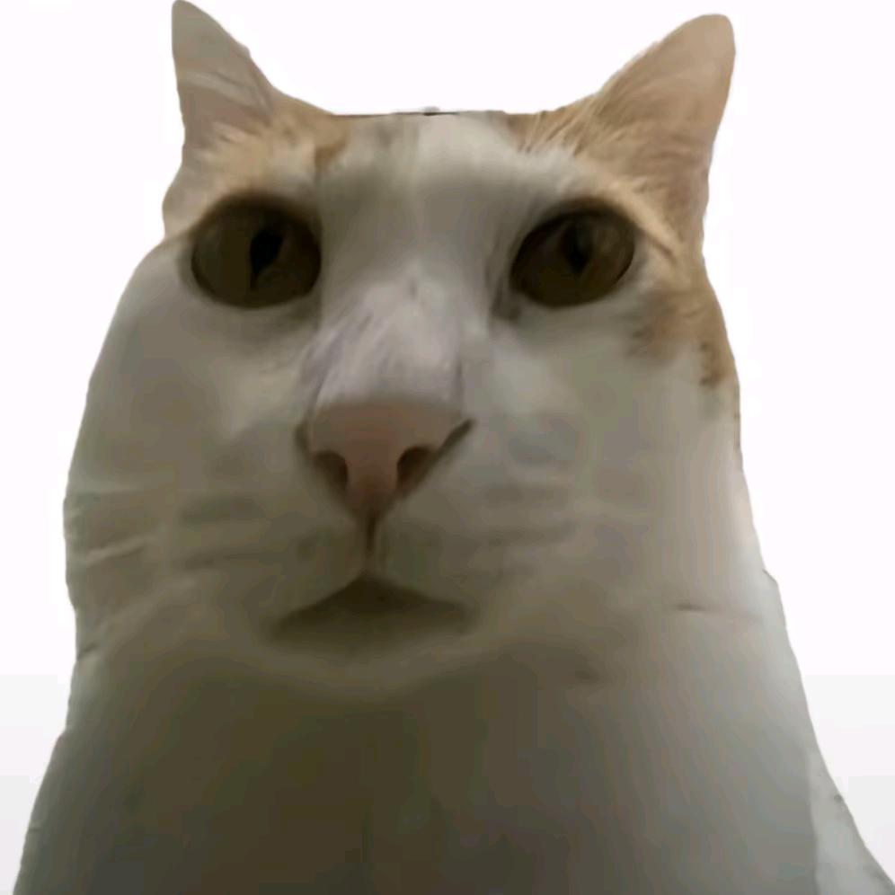 鸦宠