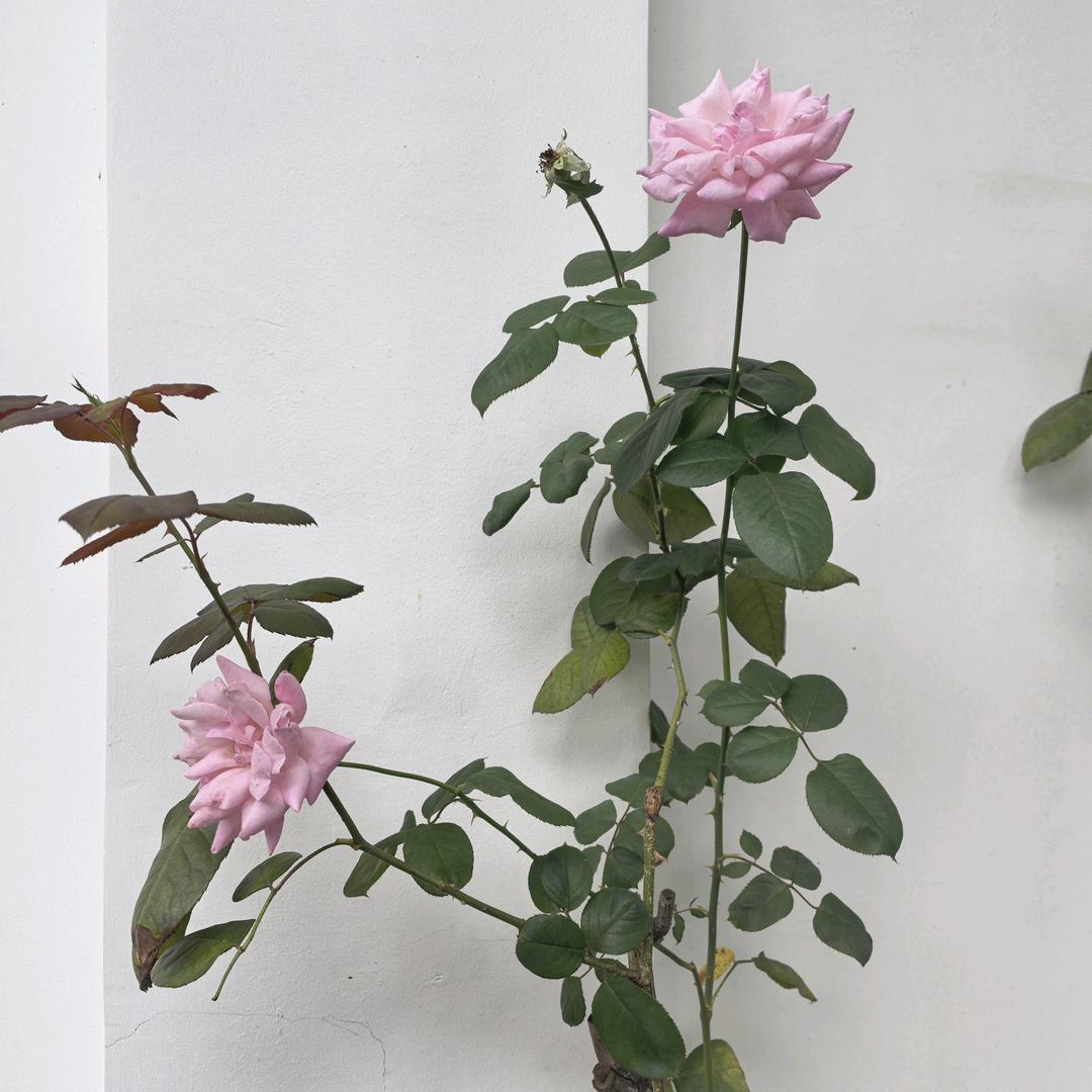 水星家纺（小林）