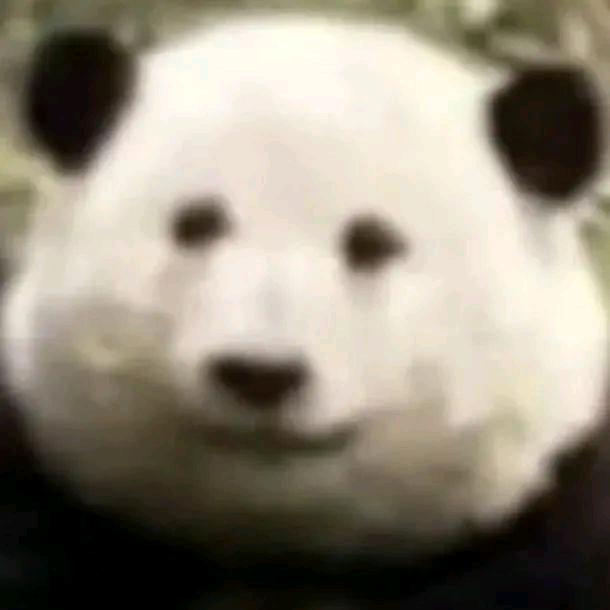 南烛