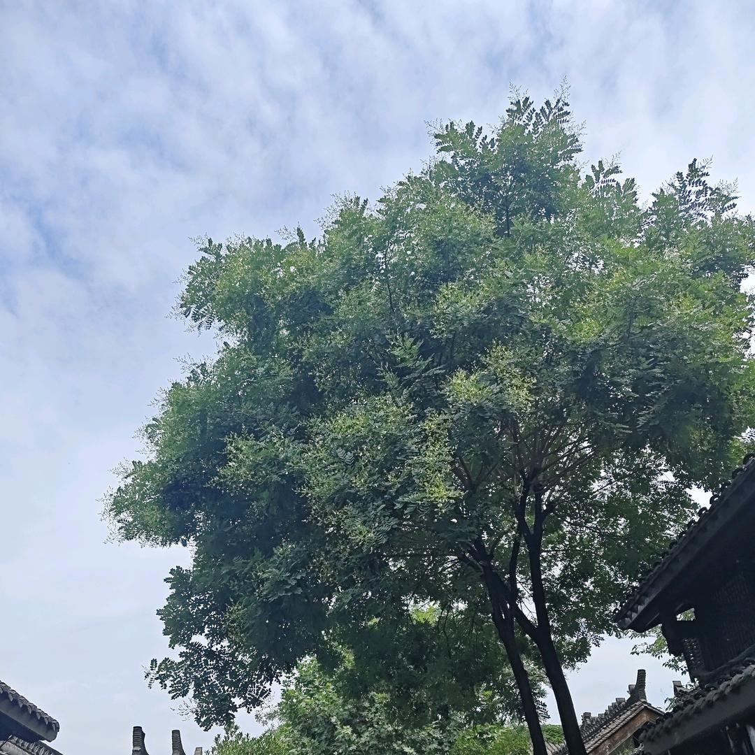 小老头