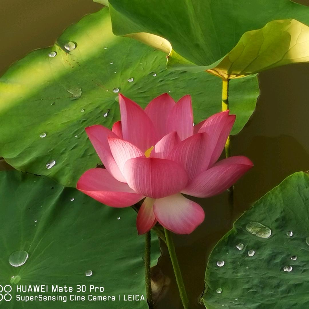 夏日青荷