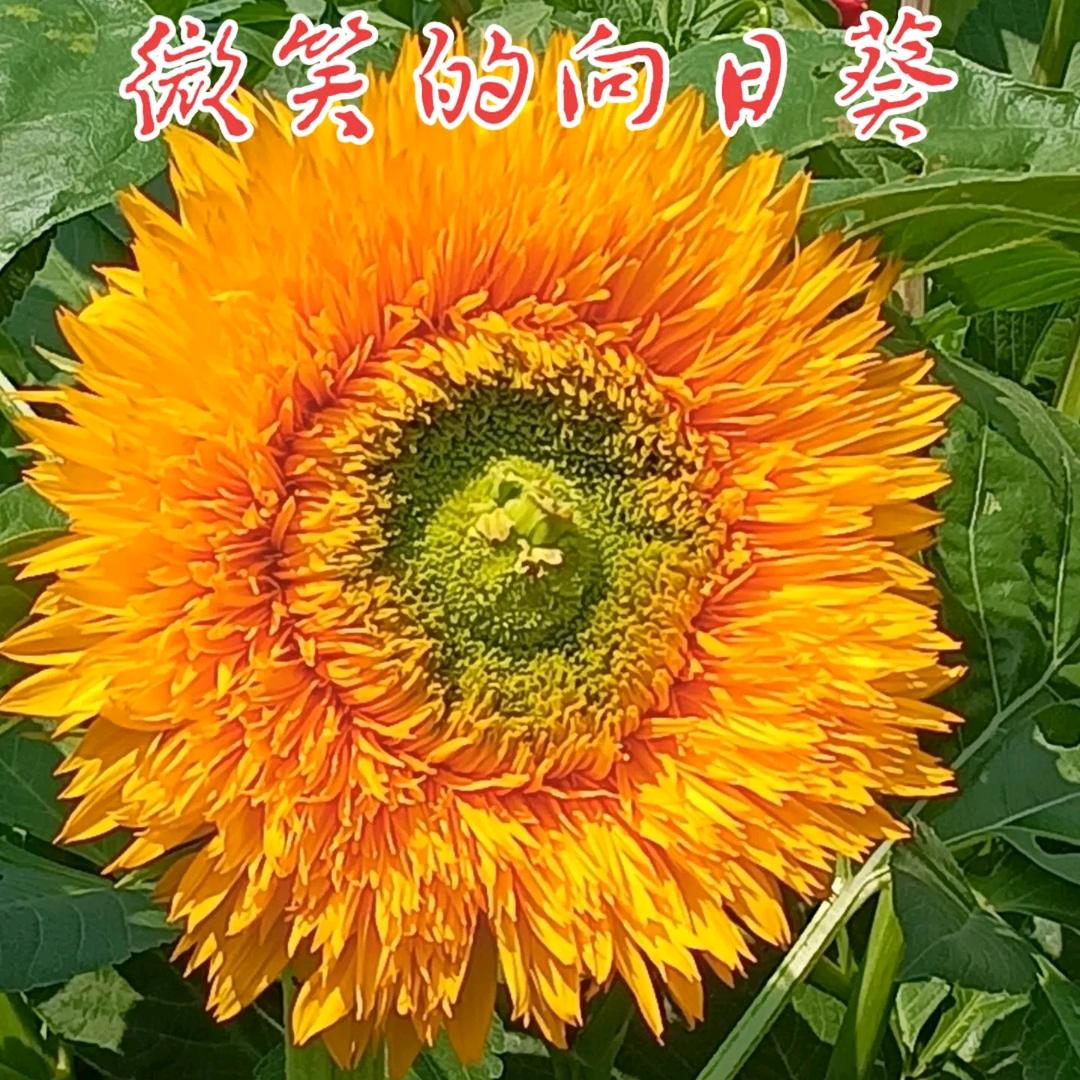 向日葵🌻的微笑