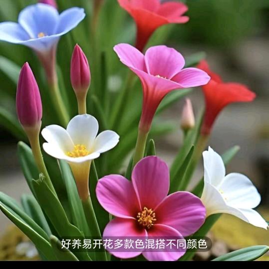 三宝