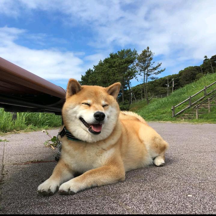 煤新胎