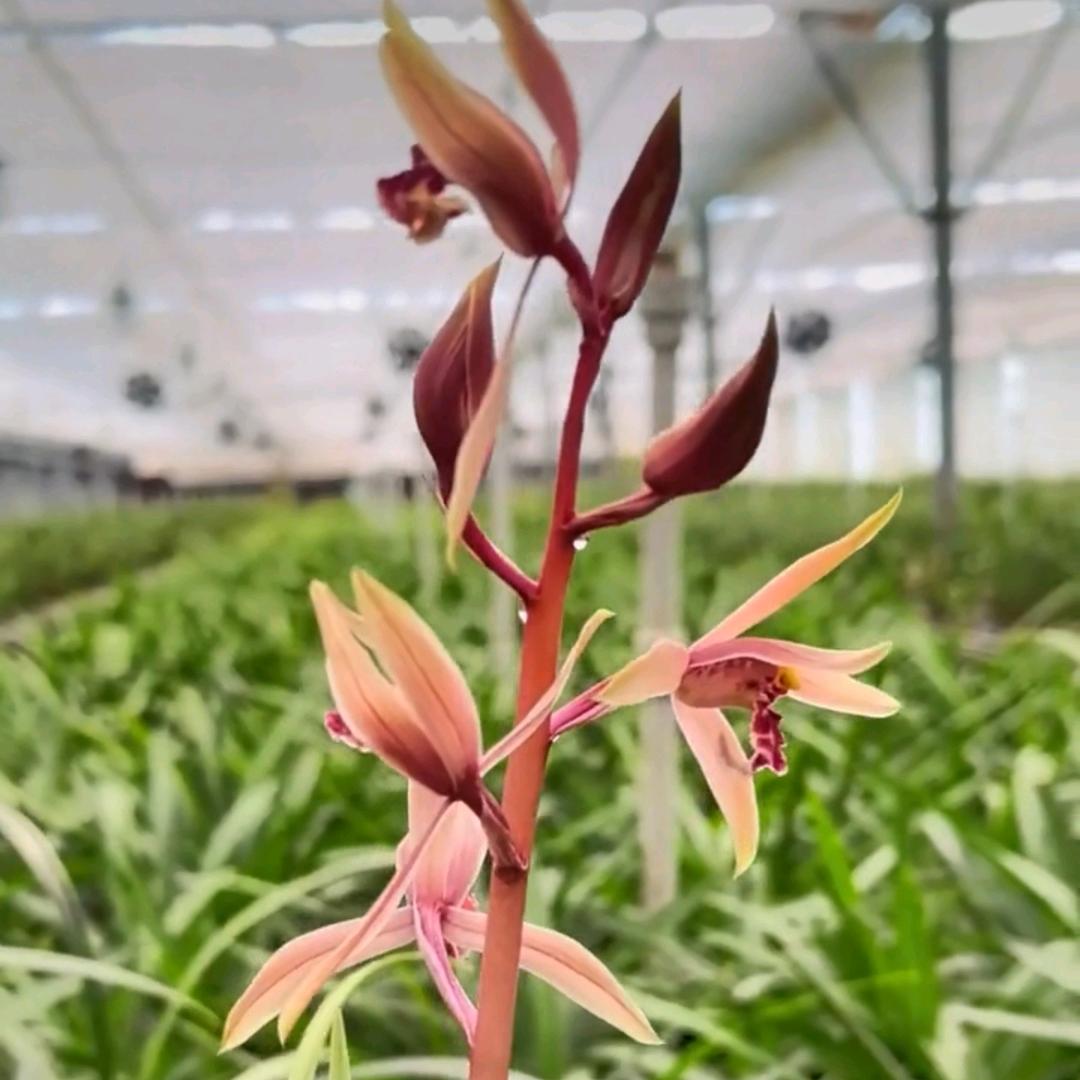 千花廊园艺选品