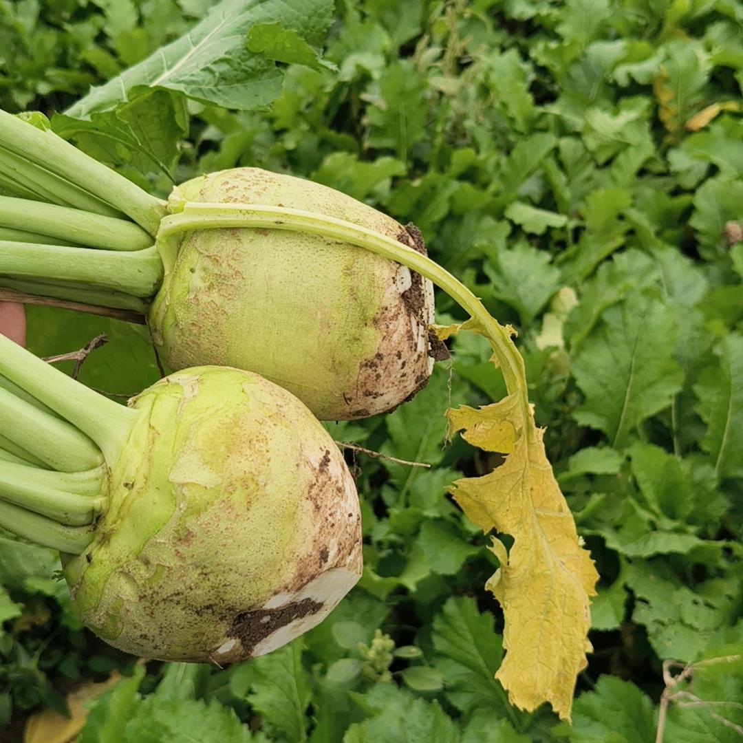 将儿，土豆🥔，芥菜