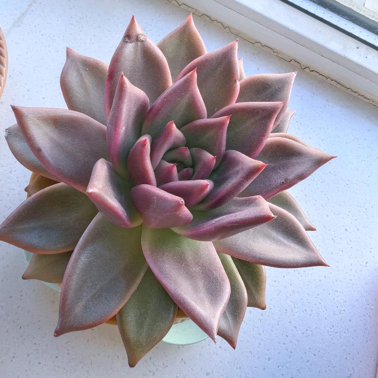 90后手机店老板娘