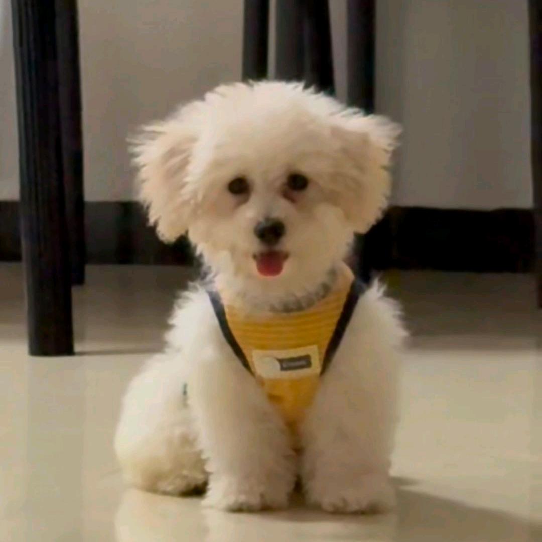 放屁崩出屎⭐️🐥