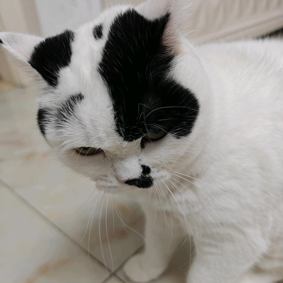 叮当