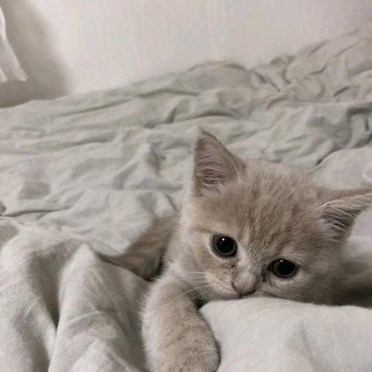 困困猫💤