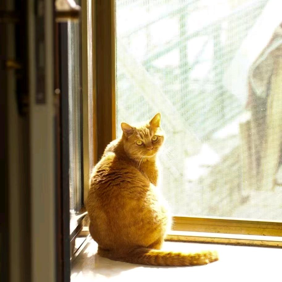 猫叔📷