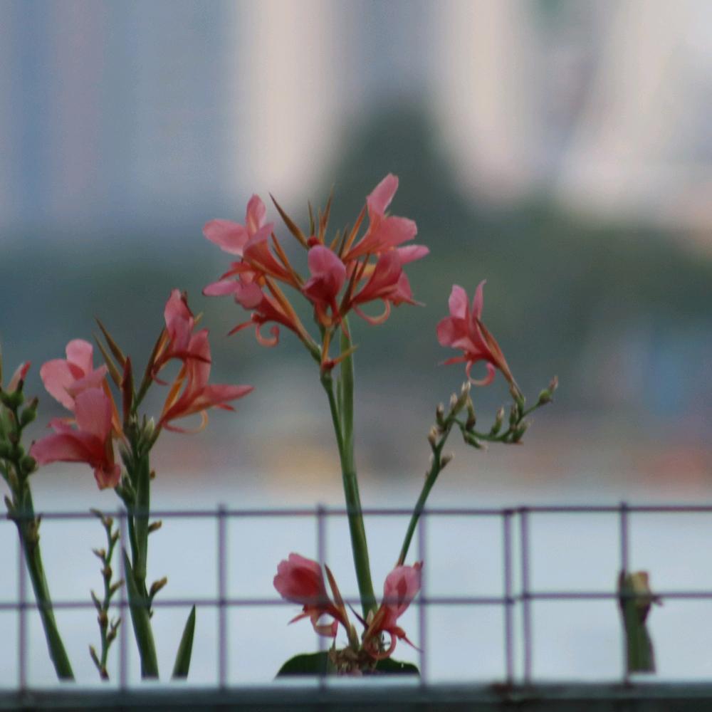 春风白露意灰冷