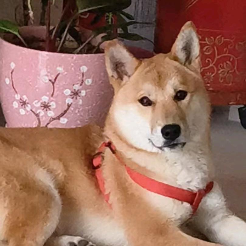 梦苏