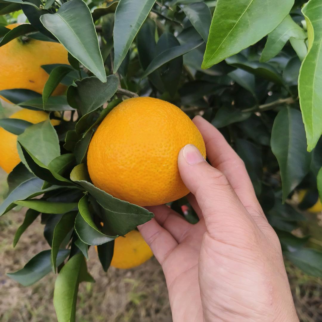 川忆馨果业四川仁寿产地柑橘:代收:代办