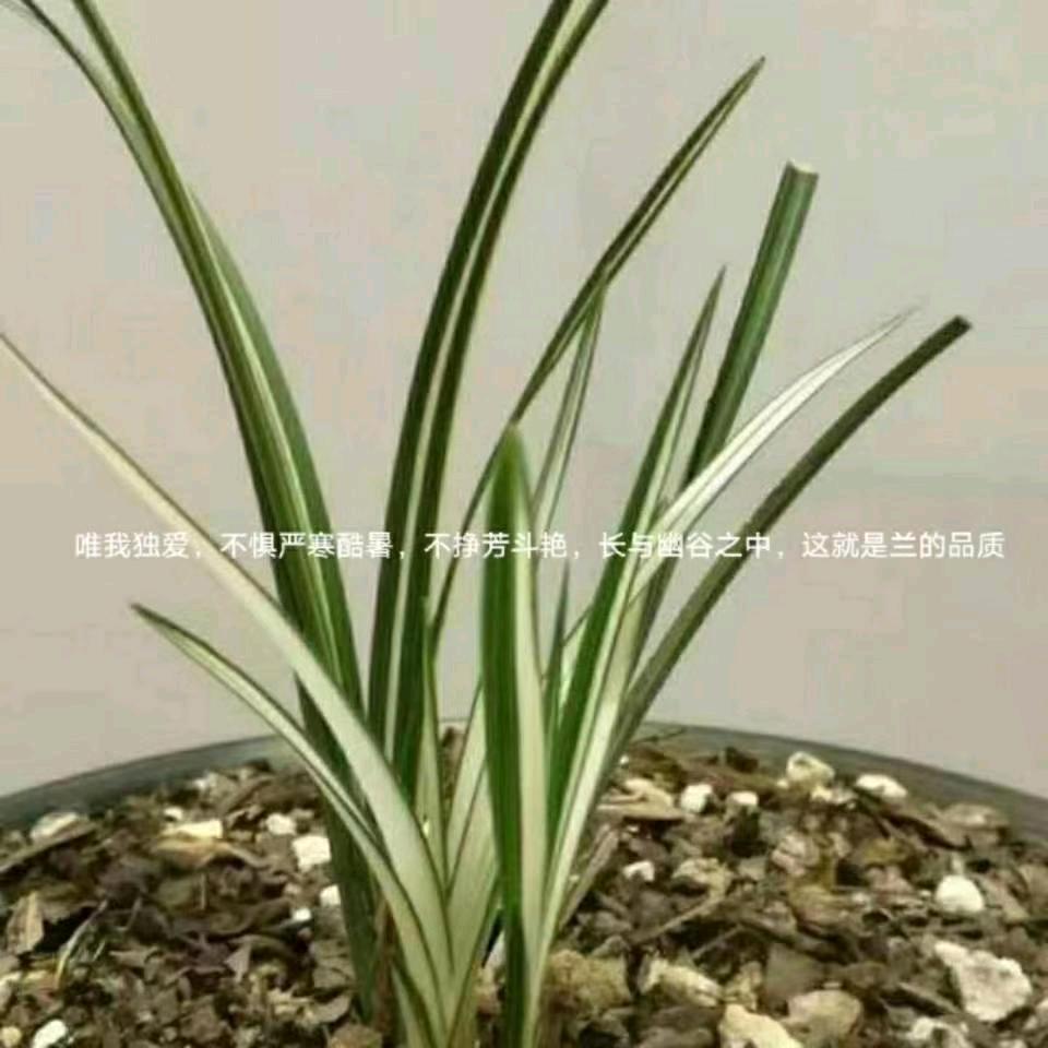 兰痴