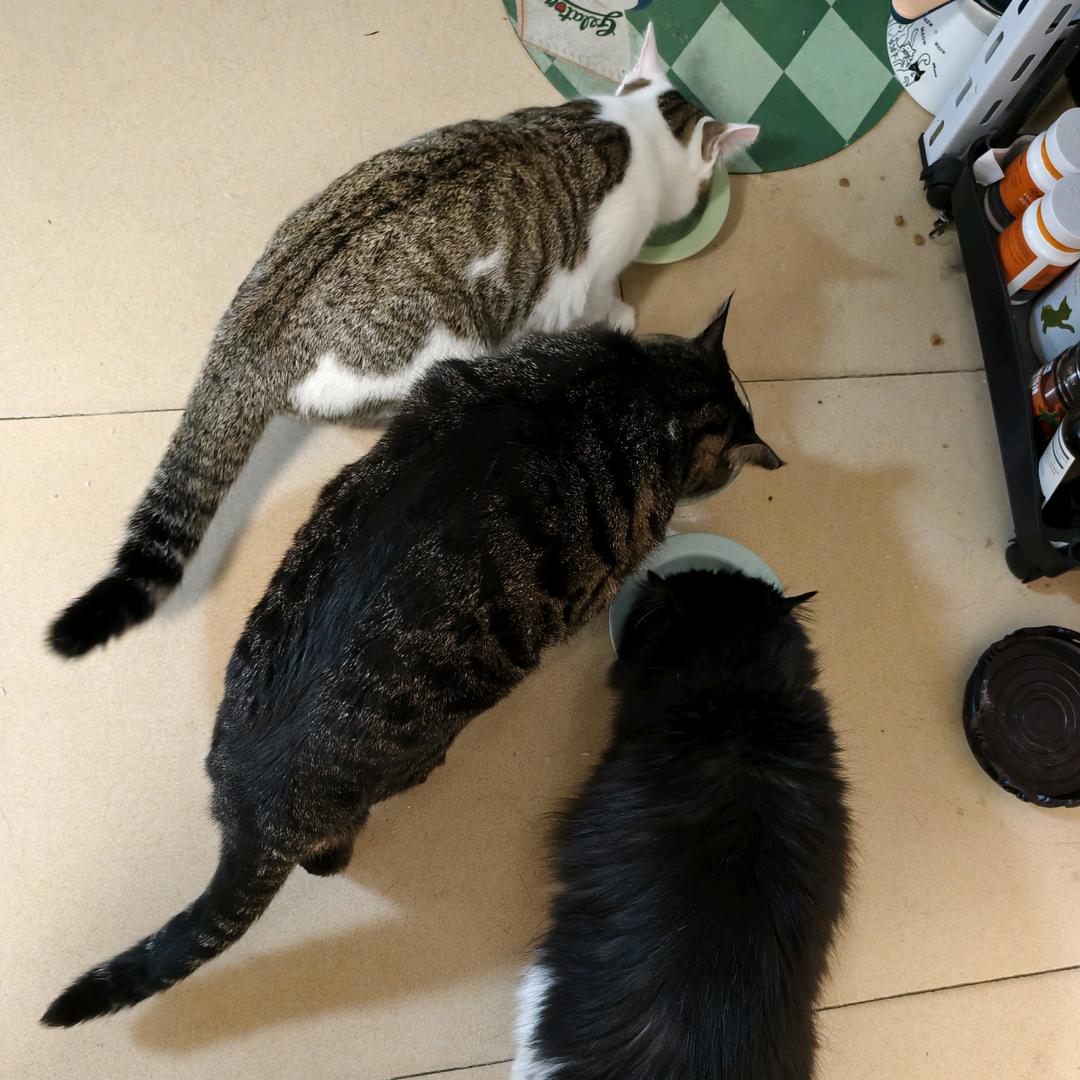 玄猫之喵