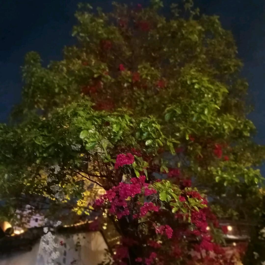 仙人掌( •̥́ ˍ •̀ू )