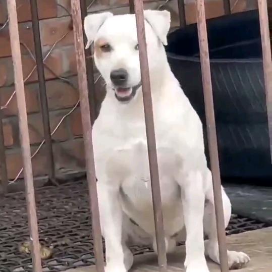 欧洲直系牧师罗素梗