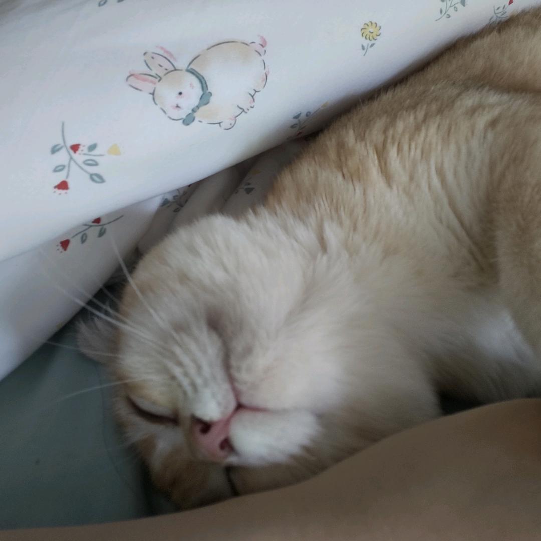 老鼠辣椒