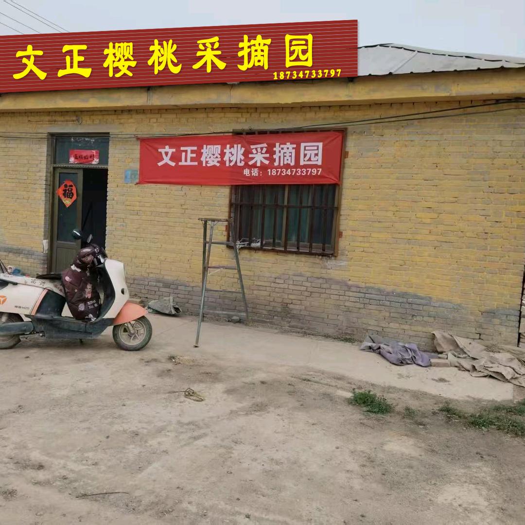 文正樱桃采摘园