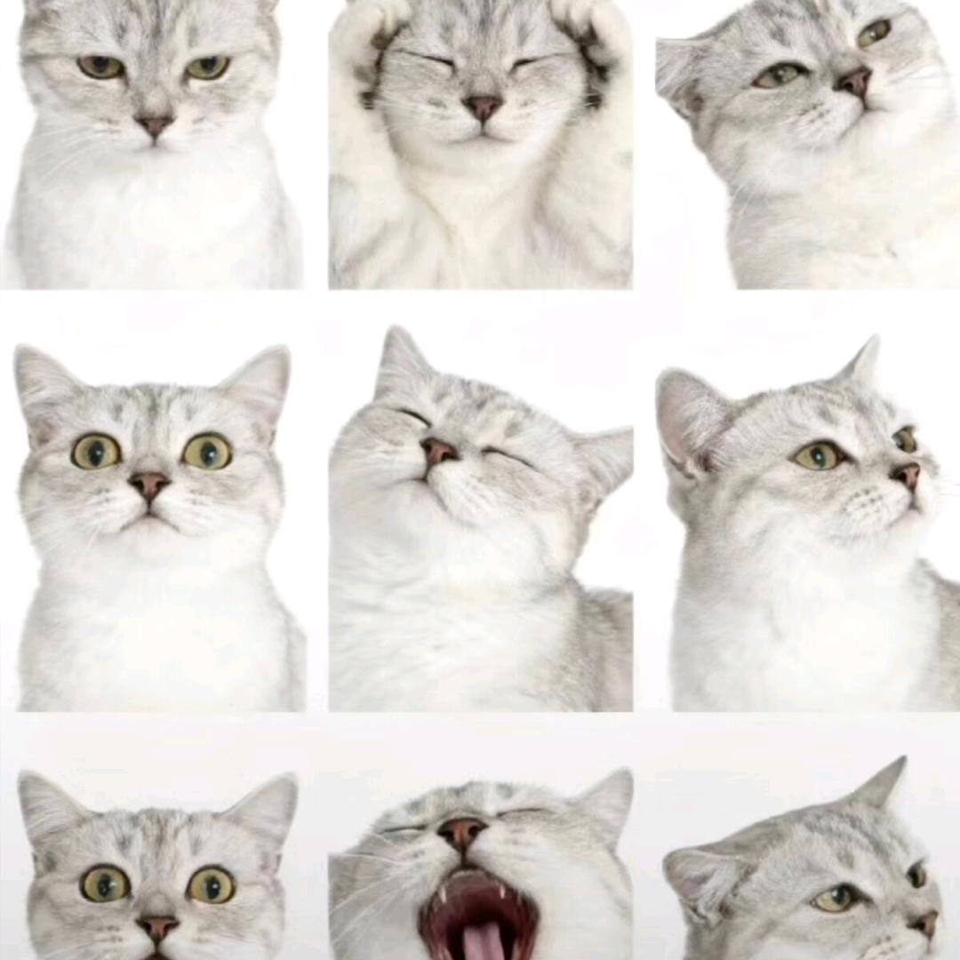 神赐我猫猫
