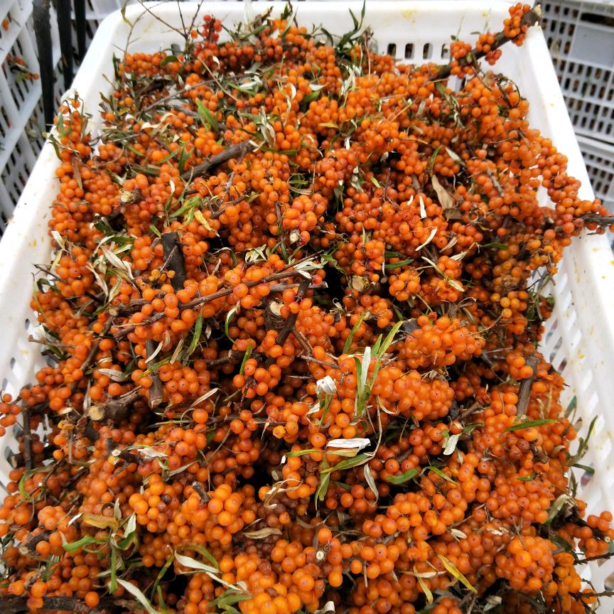 南山红野生沙棘果