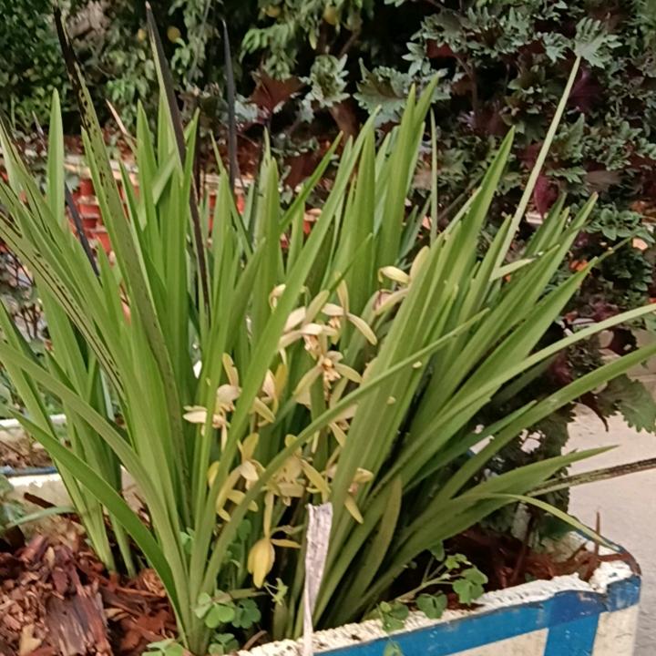 王林芳