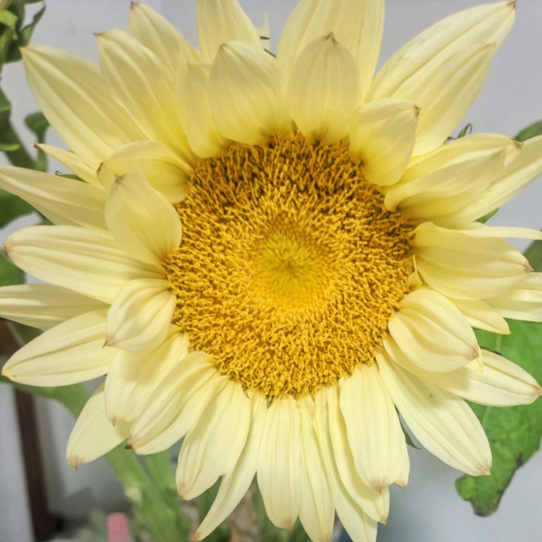 ☀️向阳而生🔥🔥🔥