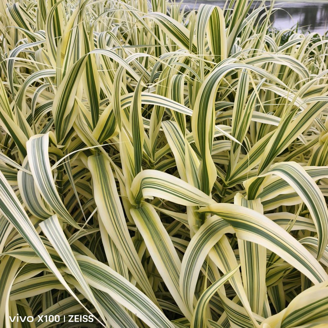 我是中国人，我爱中国，