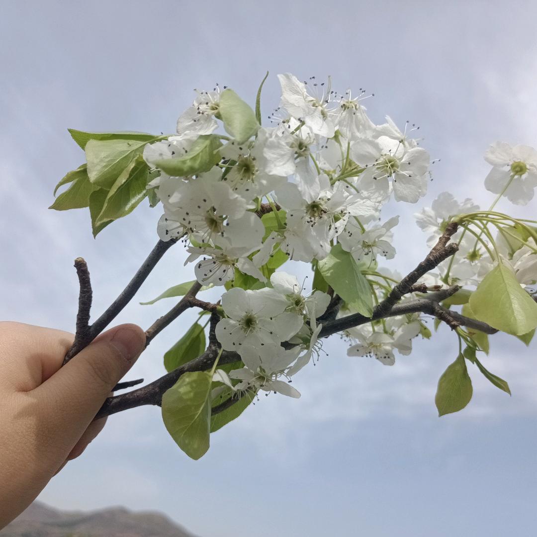 中灵山客栈