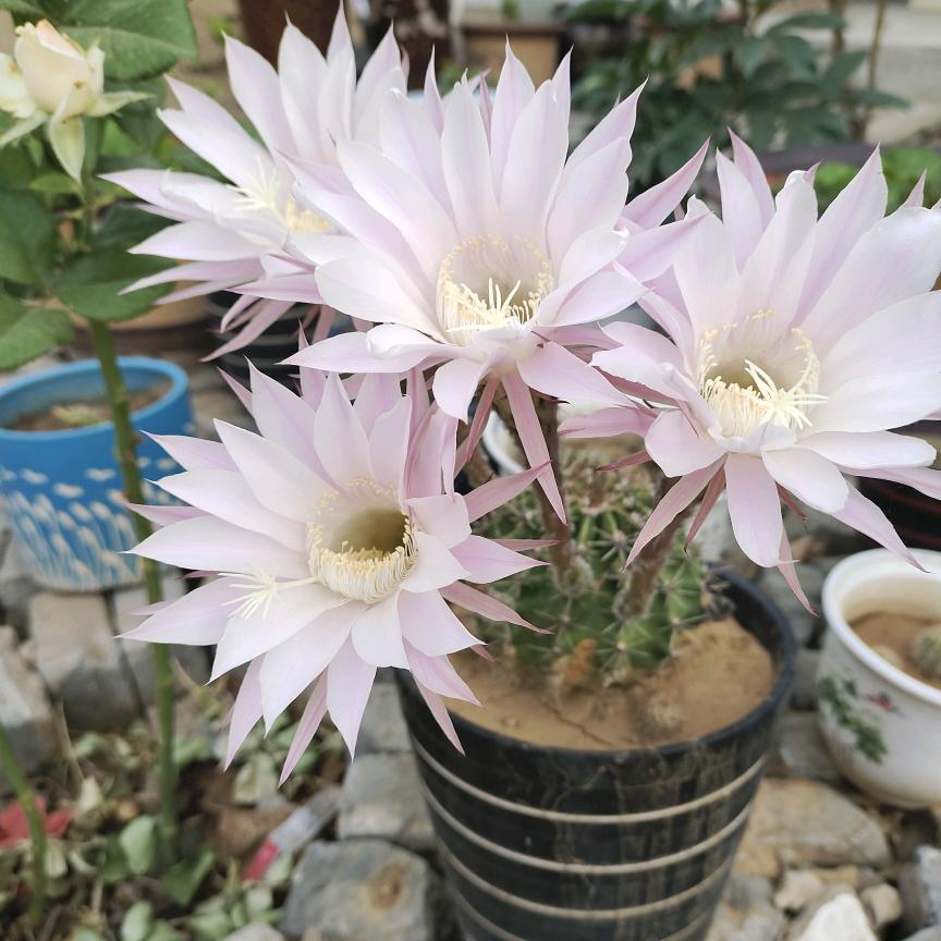 红鹰