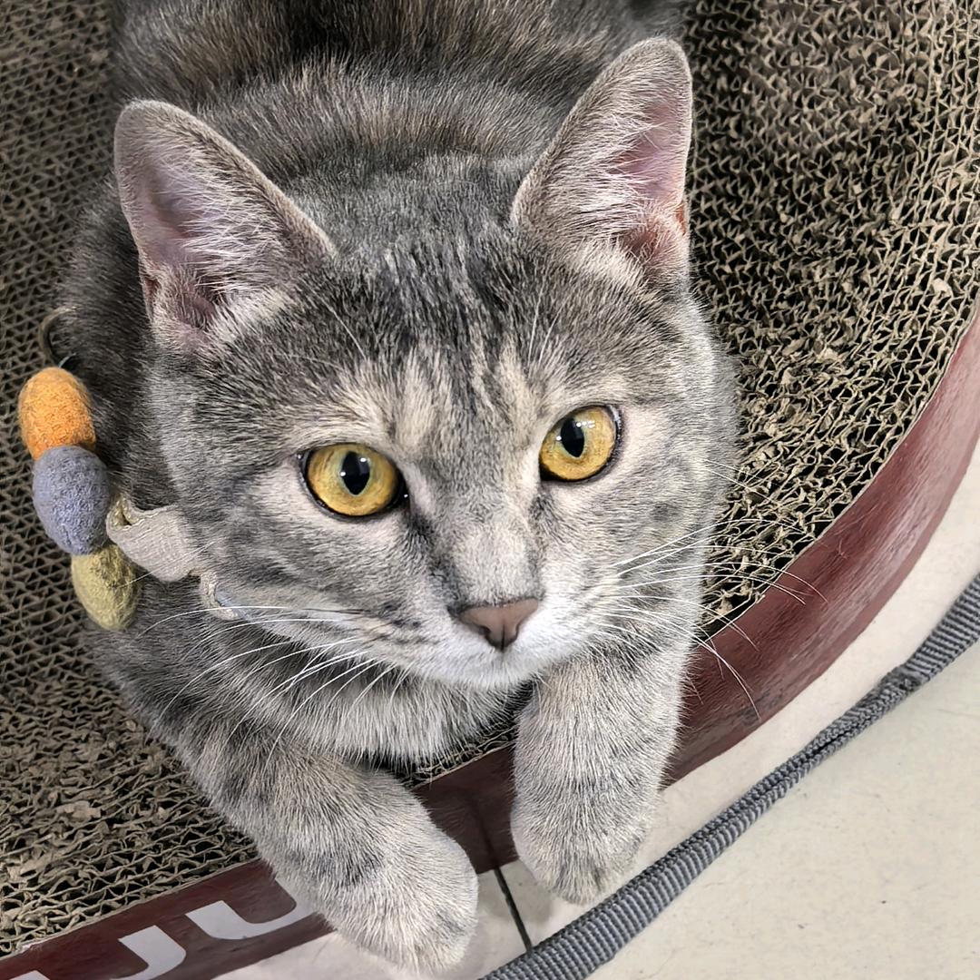 瞎猫碰上死耗子