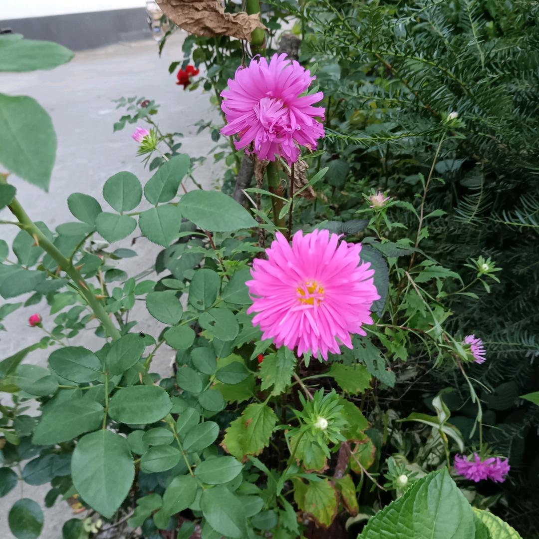 春天花开