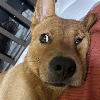 傻了吧唧的墨冉