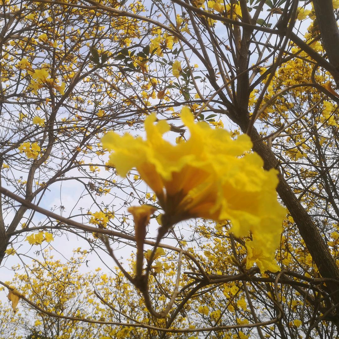 沉迷搬砖的豆宝